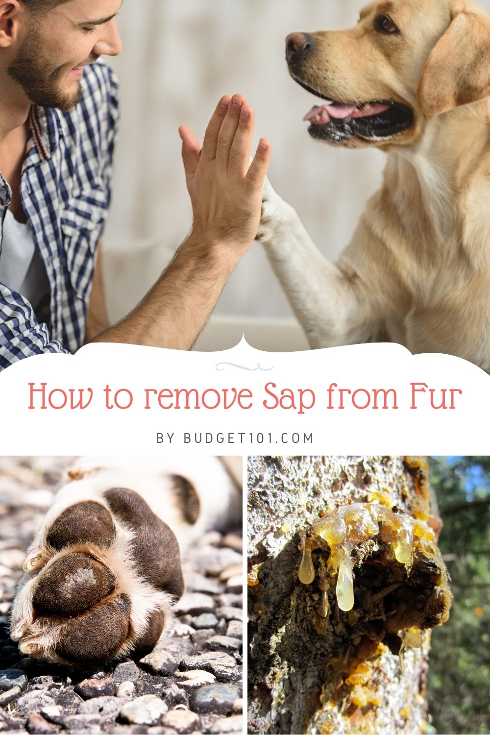 How to remove sap from pet's hair and nails easily # coat #removesap # Budget101 #tipsntricks