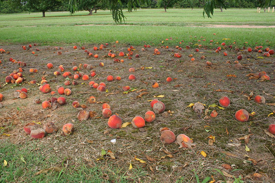 Partially rotted peaches lie on the ground underneath peach trees.