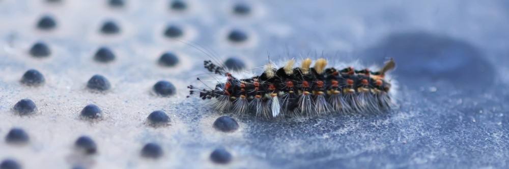 Tussock Moth Caterpillar crawls on the surface
