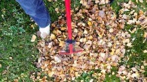 Picking up fallen leaves in the garden