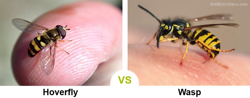 hoverfly-vs-wasps