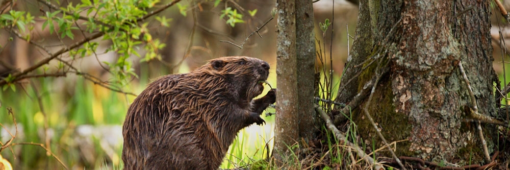 beaver prevention how to get rid of beaver