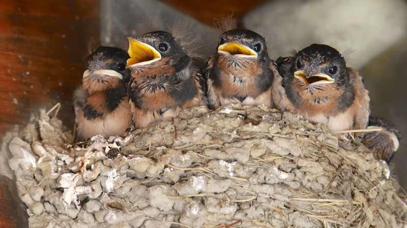 Is the swallow protected?