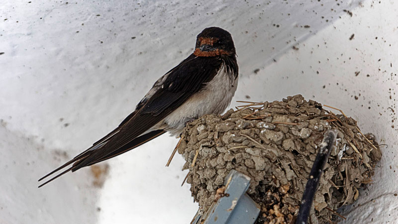 prevent swallows from nesting in the house