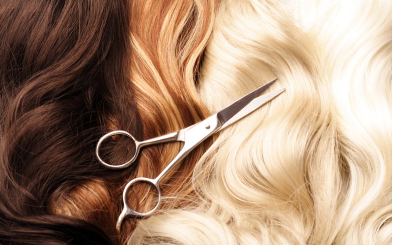 Hair scissors on several different lengths of hair in the layflat image