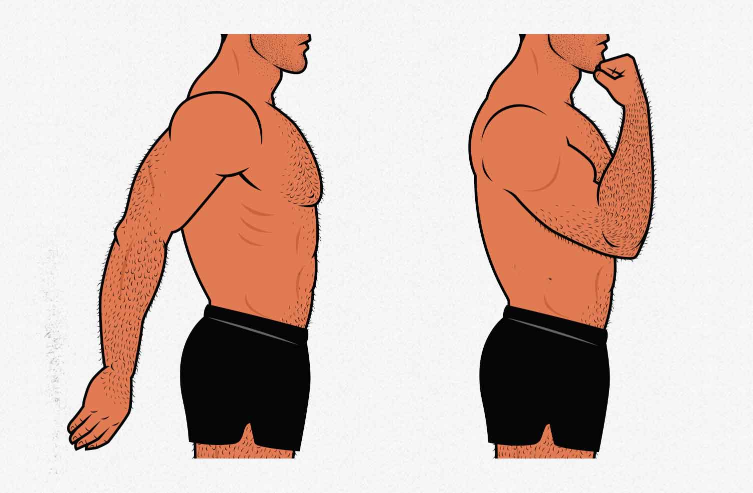 Illustration showing the range of motion of our biceps.