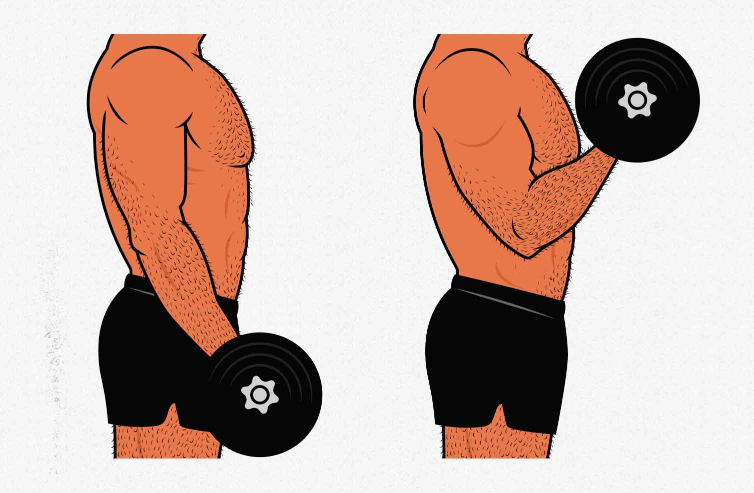 Illustration showing how to do dumbbell biceps curls.