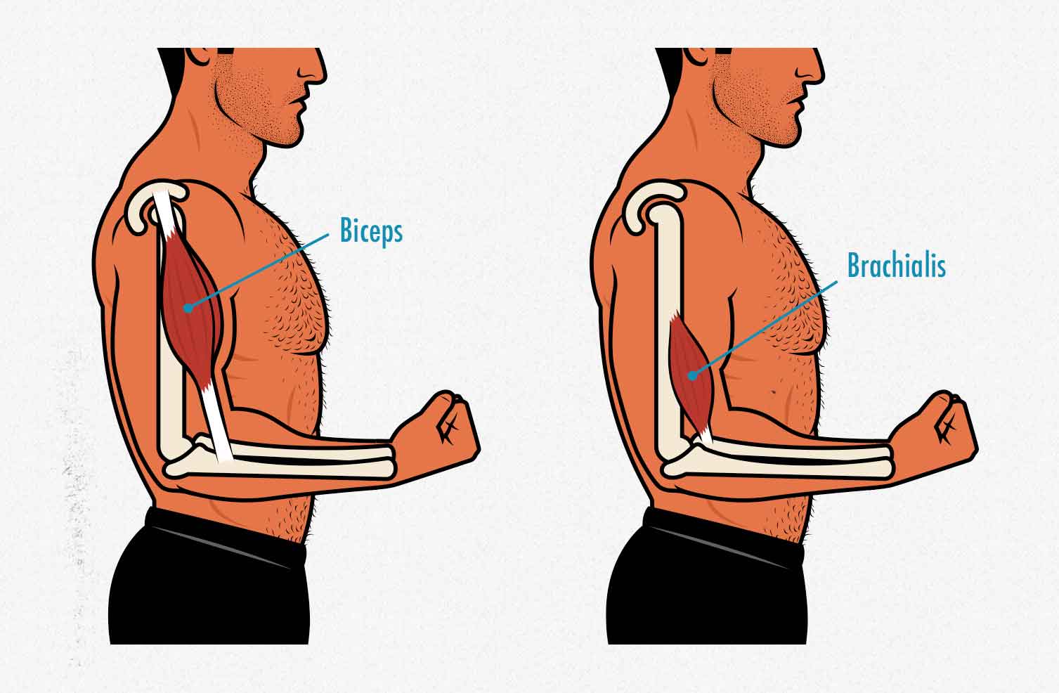 Diagram showing the anatomy of the biceps vs the biceps brachialis as it relates to bodybuilding.