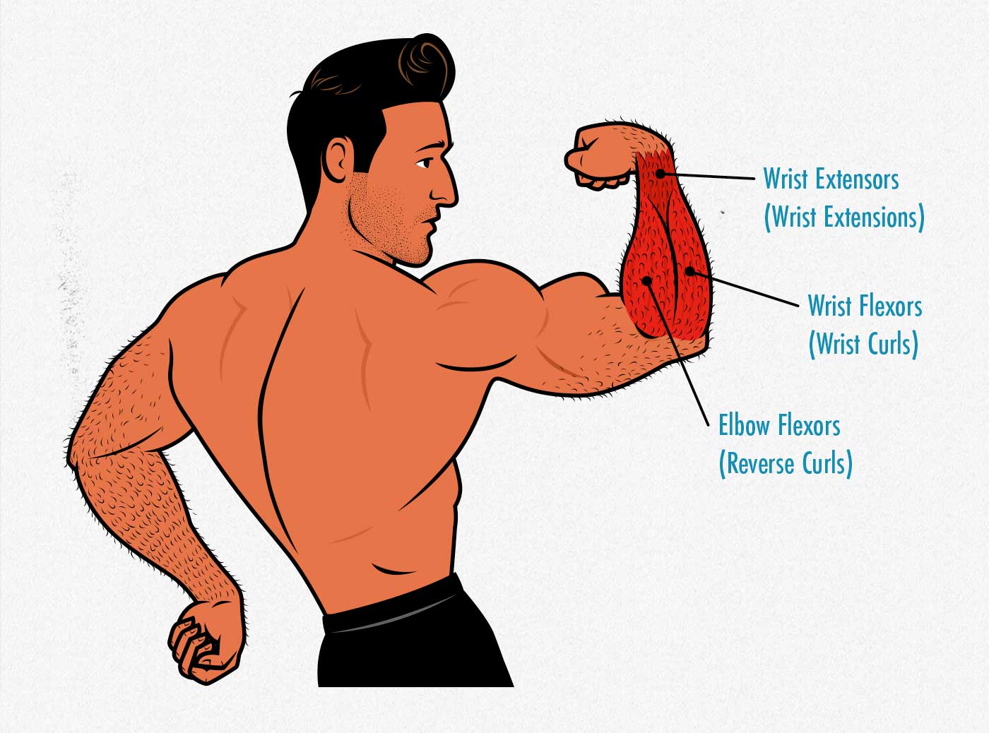 Illustration of a man flexing his forearm muscles.