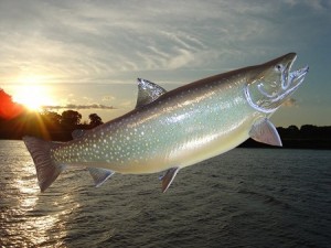 Rainbow trout color photo