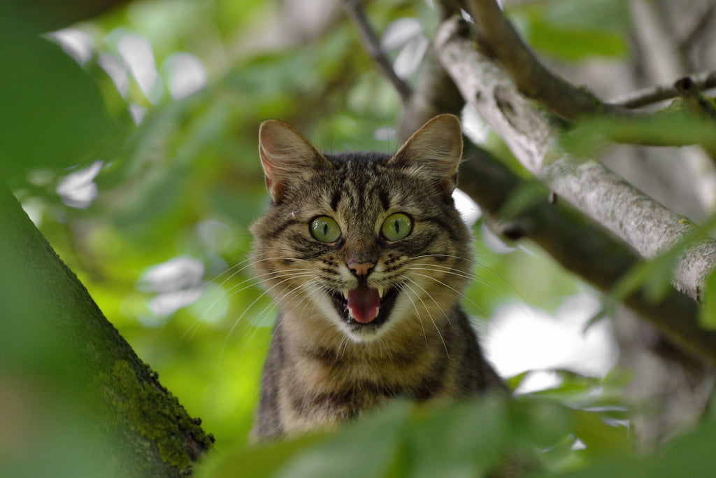 The cat in the tree hissed furiously