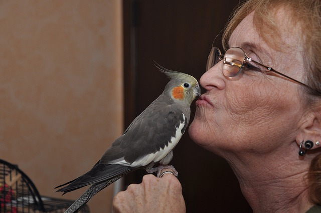 Cockatiel kisses