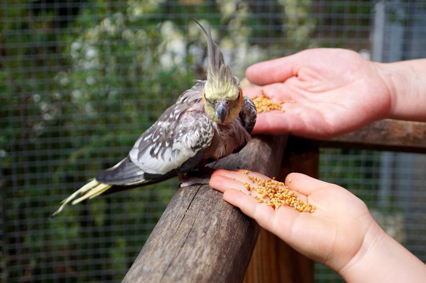 how to get a cockatiel to like you