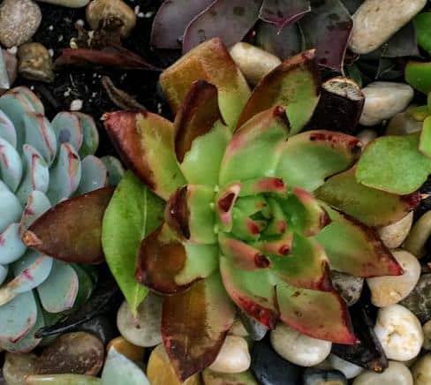 Brown, dried tips from underwatered haworthia zebra plant