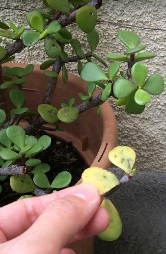 new succulent leaves growing back on the stem