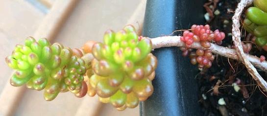 Aeonium Zwartkop stem that broke off and growing baby plants on the side