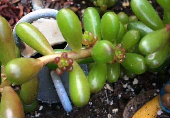 Severely dehydrated echeveria with shriveled, dry leaves from underwatering