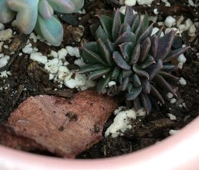 Succulent with brown and black leaves from sunburn and overwatering