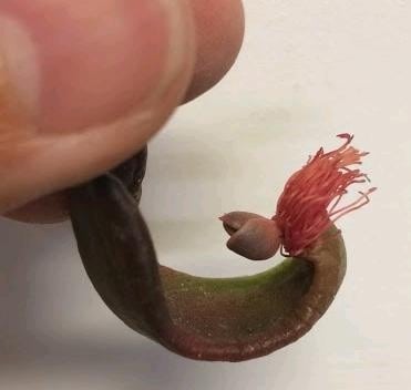 Beheaded echeveria growing new baby plants from the stump