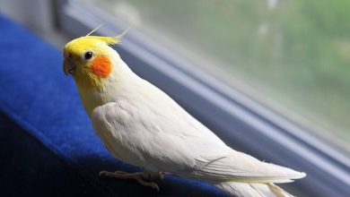 Cockatiel sit on the window