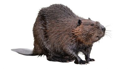 Beaver Identification on white