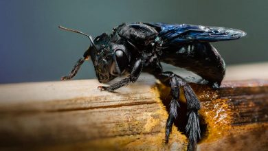 Macro shot of a black carpenter bee