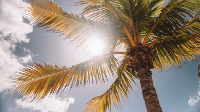 A palm tree with lens flare entering from behind