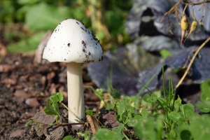 Mushrooms in the mantle