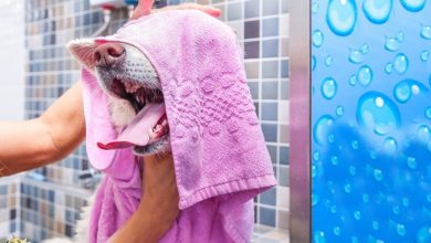 b101 bathing dog