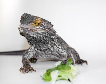 Dragon beard refuses to eat vegetables