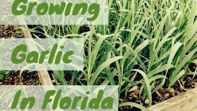 growing garlic in florida