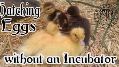 hatching eggs without an incubator 2