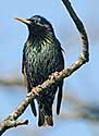 Starling