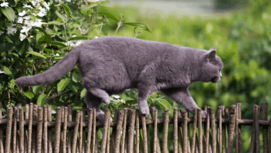 British shorthair jumping garden fence