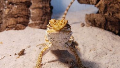 Baby bearded dragon on substrate