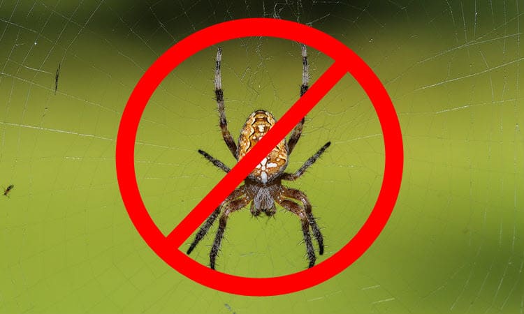 How to keep spiders out of your shed