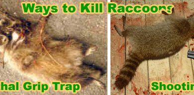 How to Kill a Raccoon