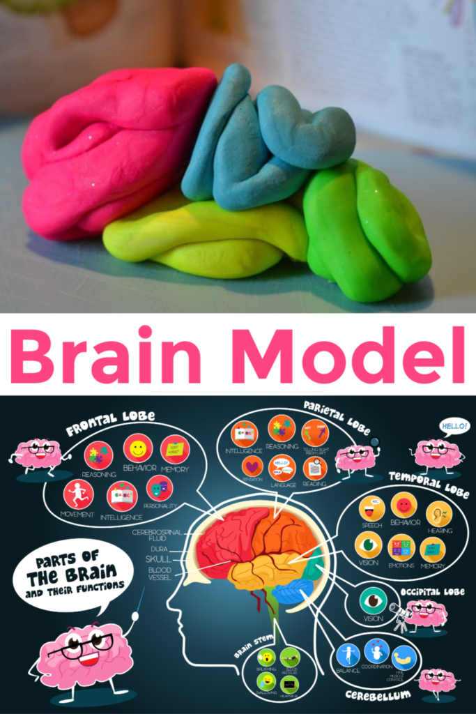 Brain models are easily labeled for children. Make a brain model with play dough to show the different lobes #brainmodel #neuroscienceforkids #modelbrain