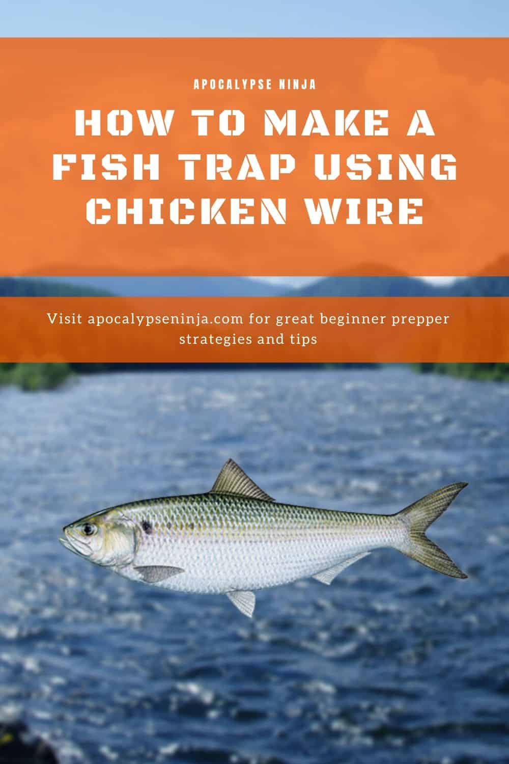 How to make a fish trap with chicken wire