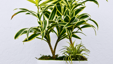 a dracaena song of india plant with chartreuse foliage grows in a white pots decorated with yellow flowers