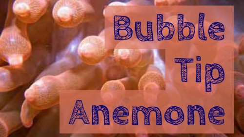 Bubble tip anemone stores clownfish
