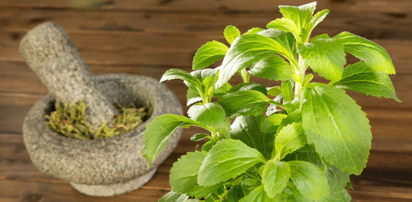 Fresh stevia and dried stevia in a mortar and pestle