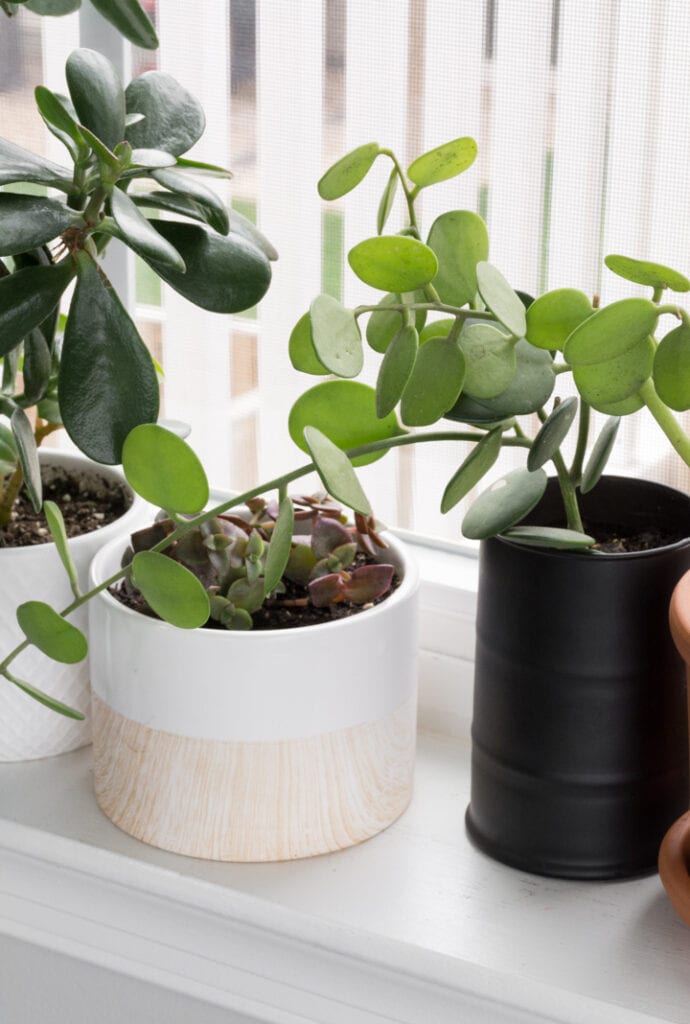 Cactus on the windowsill