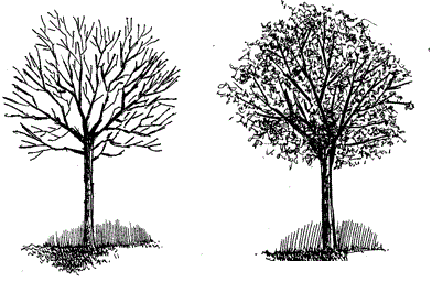 how to use pen and ink, draw branches with pen and ink