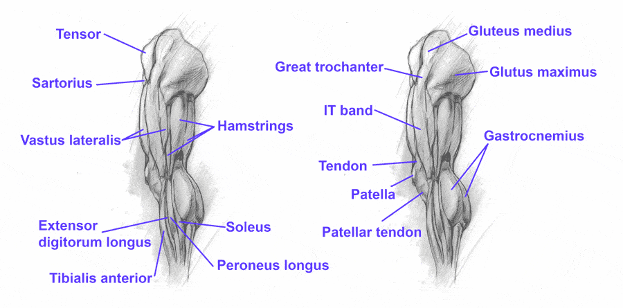 knee back of knee anatomy