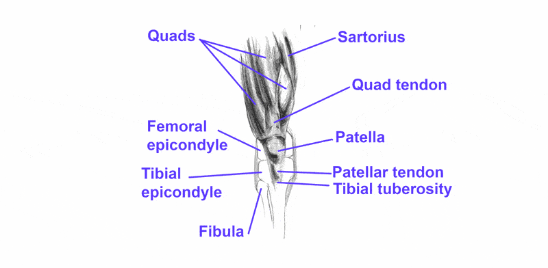 knee front view