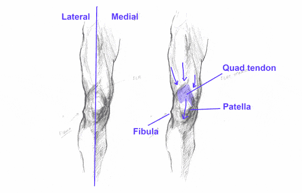 medial and lateral knee