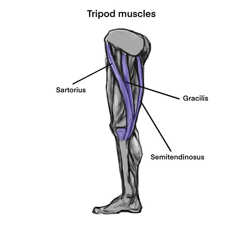 Tripod muscles