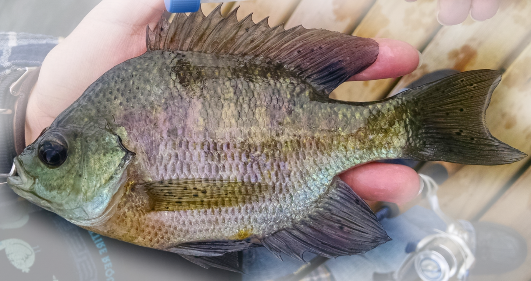 bluegill 1