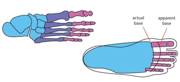 Basic anatomy of the foot